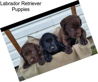 Labrador Retriever Puppies