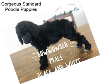 Gorgeous Standard Poodle Puppies