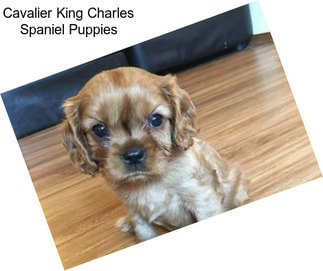 Cavalier King Charles Spaniel Puppies