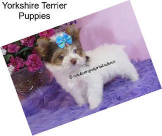 Yorkshire Terrier Puppies