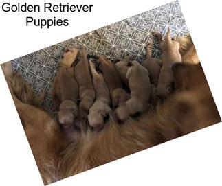 Golden Retriever Puppies