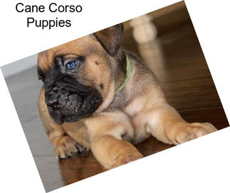 Cane Corso Puppies