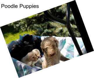 Poodle Puppies