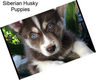 Siberian Husky Puppies