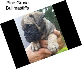Pine Grove Bullmastiffs