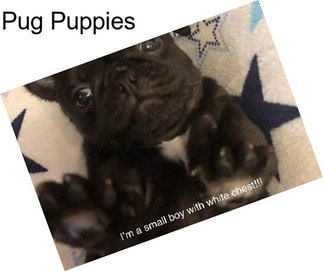 Pug Puppies