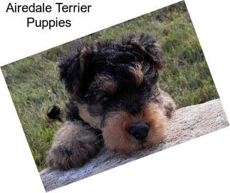 Airedale Terrier Puppies