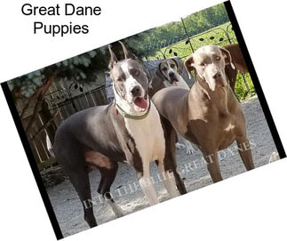 Great Dane Puppies