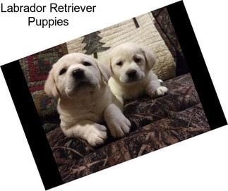 Labrador Retriever Puppies