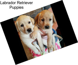 Labrador Retriever Puppies