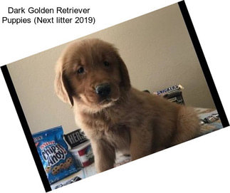 Dark Golden Retriever Puppies (Next litter 2019)