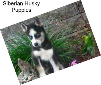 Siberian Husky Puppies