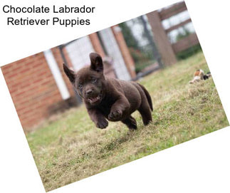 Chocolate Labrador Retriever Puppies