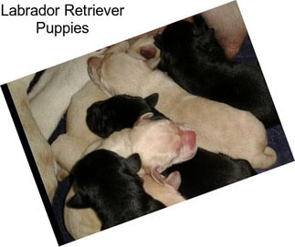 Labrador Retriever Puppies