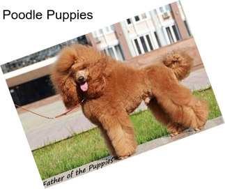 Poodle Puppies