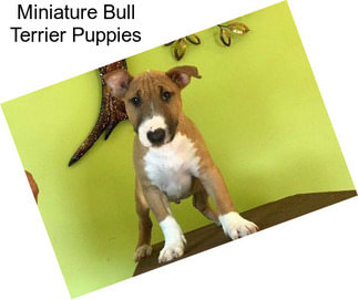 Miniature Bull Terrier Puppies