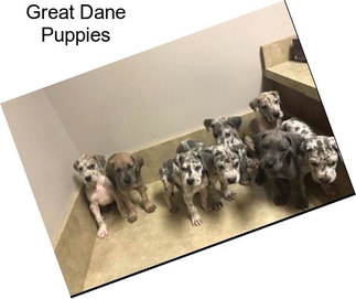 Great Dane Puppies