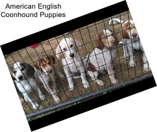 American English Coonhound Puppies