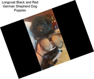 Longcoat Black and Red German Shepherd Dog Puppies