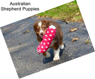 Australian Shepherd Puppies