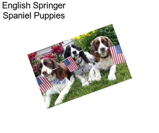 English Springer Spaniel Puppies