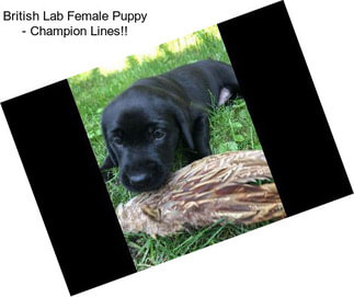 British Lab Female Puppy - Champion Lines!!