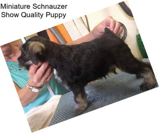 Miniature Schnauzer Show Quality Puppy