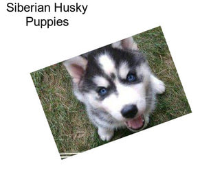 Siberian Husky Puppies