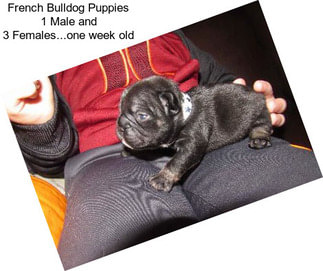 French Bulldog Puppies 1 Male and 3 Females...one week old