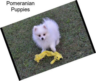 Pomeranian Puppies