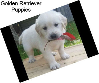 Golden Retriever Puppies