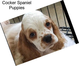 Cocker Spaniel Puppies