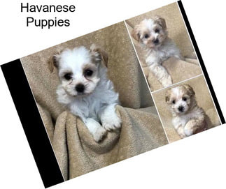 Havanese Puppies