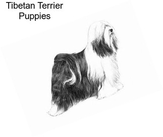 Tibetan Terrier Puppies