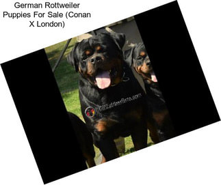 German Rottweiler Puppies For Sale (Conan X London)