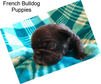 French Bulldog Puppies