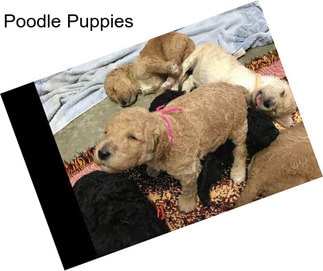 Poodle Puppies