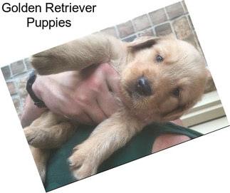 Golden Retriever Puppies