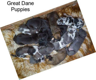 Great Dane Puppies