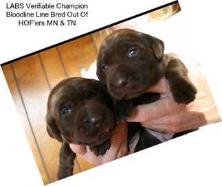 LABS Verifiable Champion Bloodline Line Bred Out Of HOF\'ers MN & TN