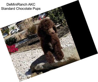 DeMiniRanch AKC Standard Chocolate Pups