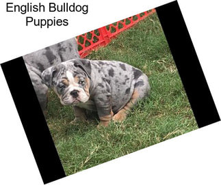 English Bulldog Puppies