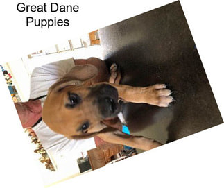 Great Dane Puppies