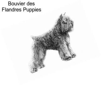 Bouvier des Flandres Puppies