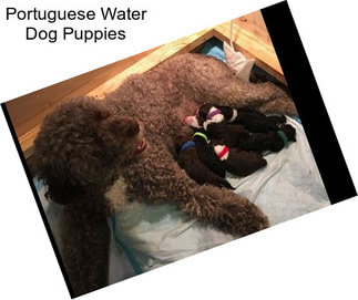 Portuguese Water Dog Puppies