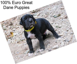 100% Euro Great Dane Puppies