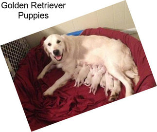 Golden Retriever Puppies