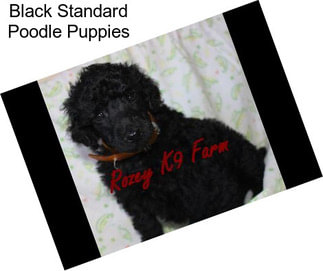 Black Standard Poodle Puppies