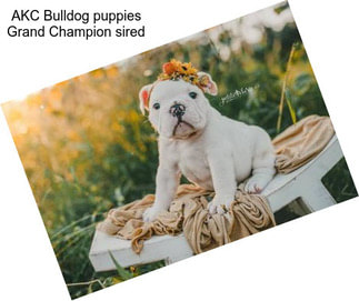 AKC Bulldog puppies Grand Champion sired