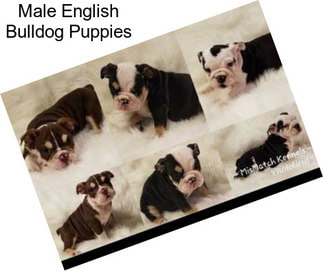 Male English Bulldog Puppies